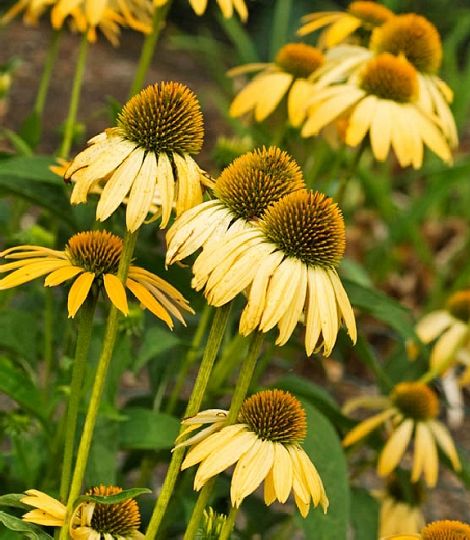Echinacea 'Harvest Moon'